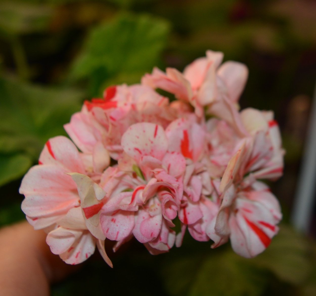 Пеларгония ред блоссом