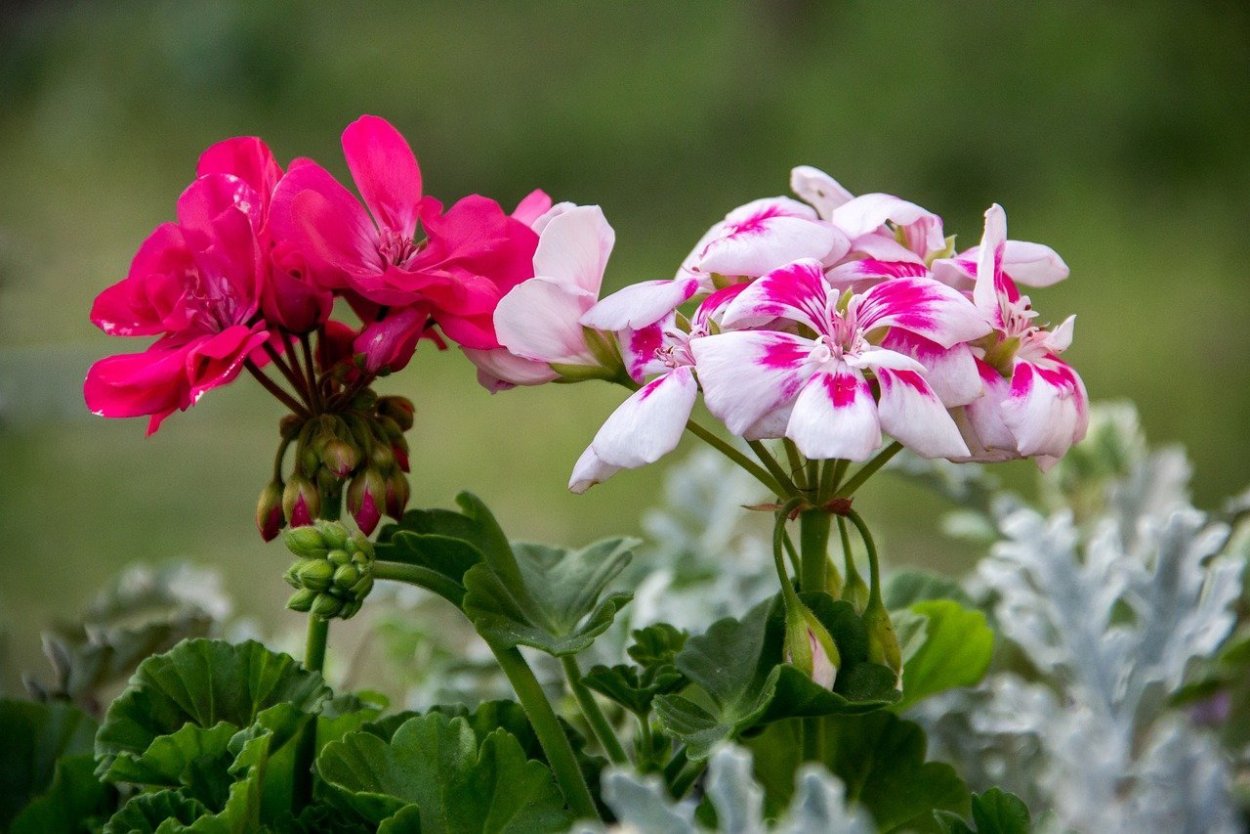 Пеларгония Madeleine