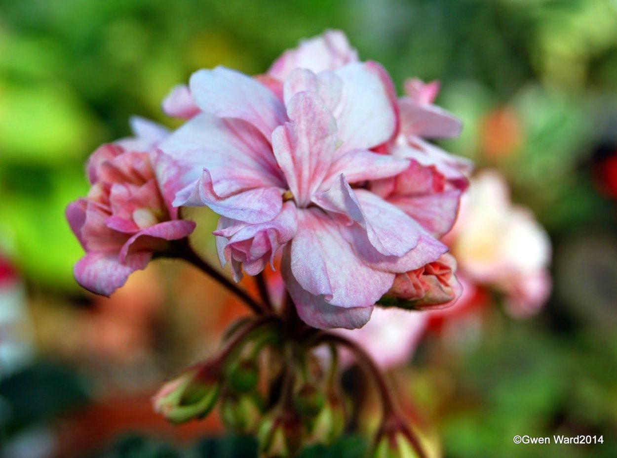 Пеларгония Pac Lorena