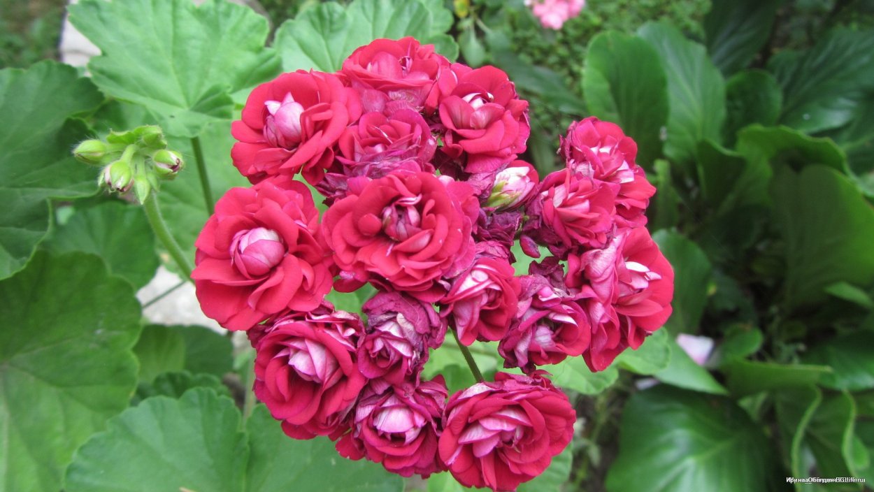 Пеларгония Таира Агата