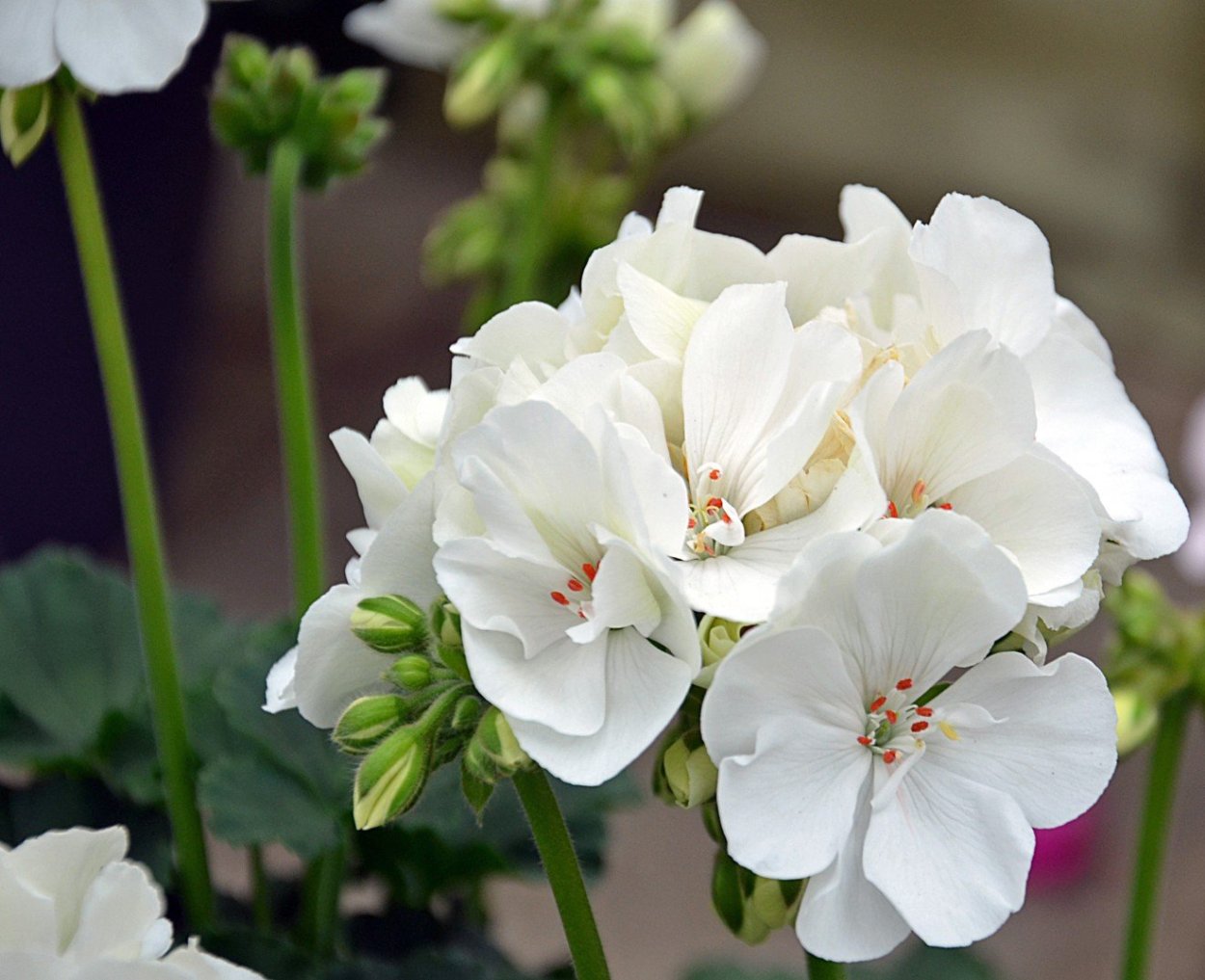 Deacon Finale пеларгония