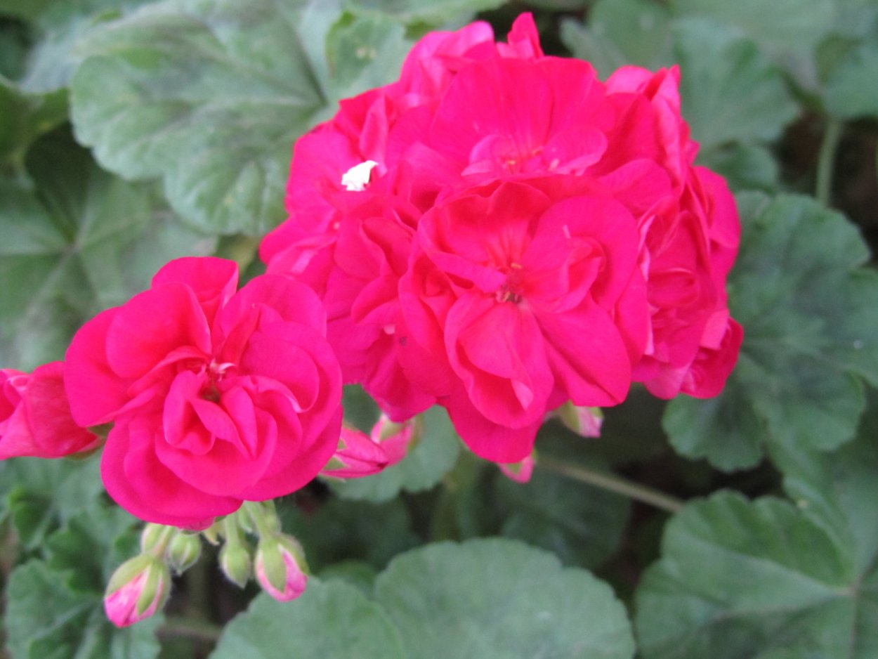 Пеларгония Таира Агата