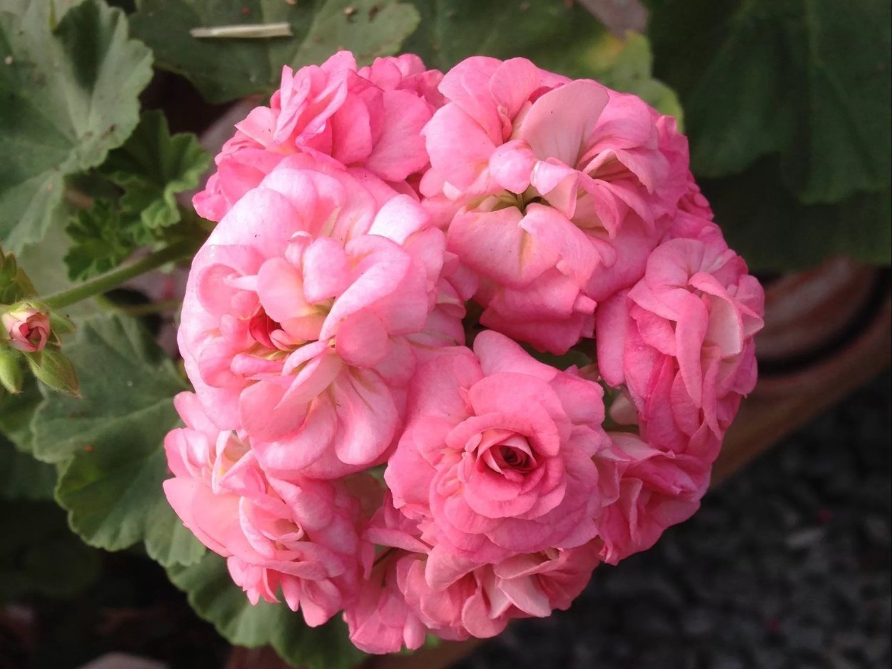 Пеларгония Таира Крымская роза