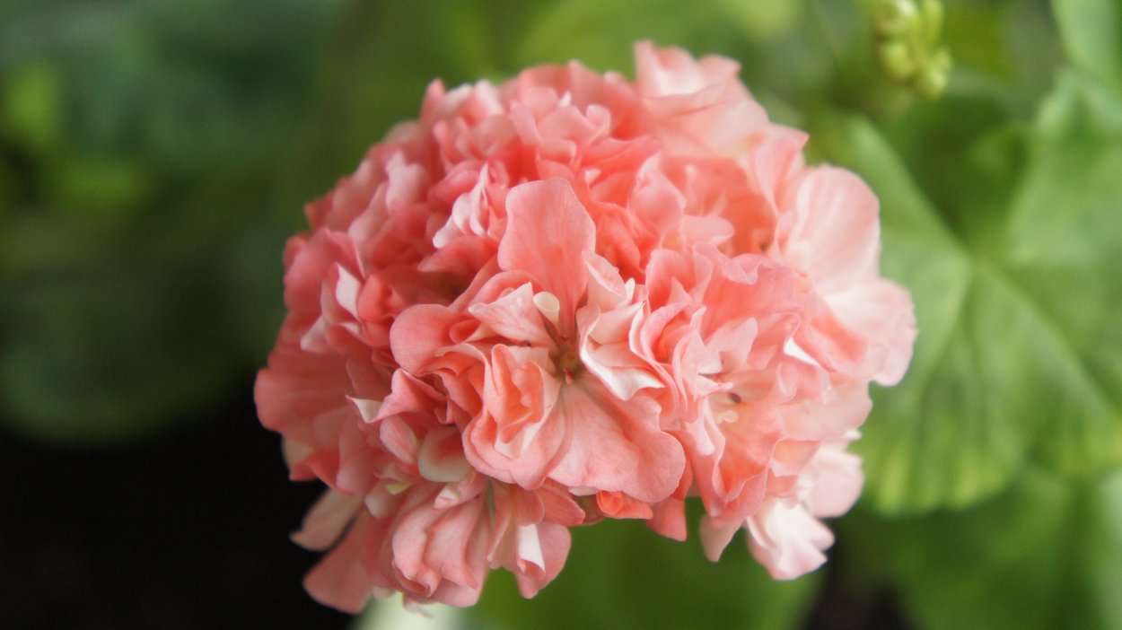 Пеларгония Таира Крымская роза