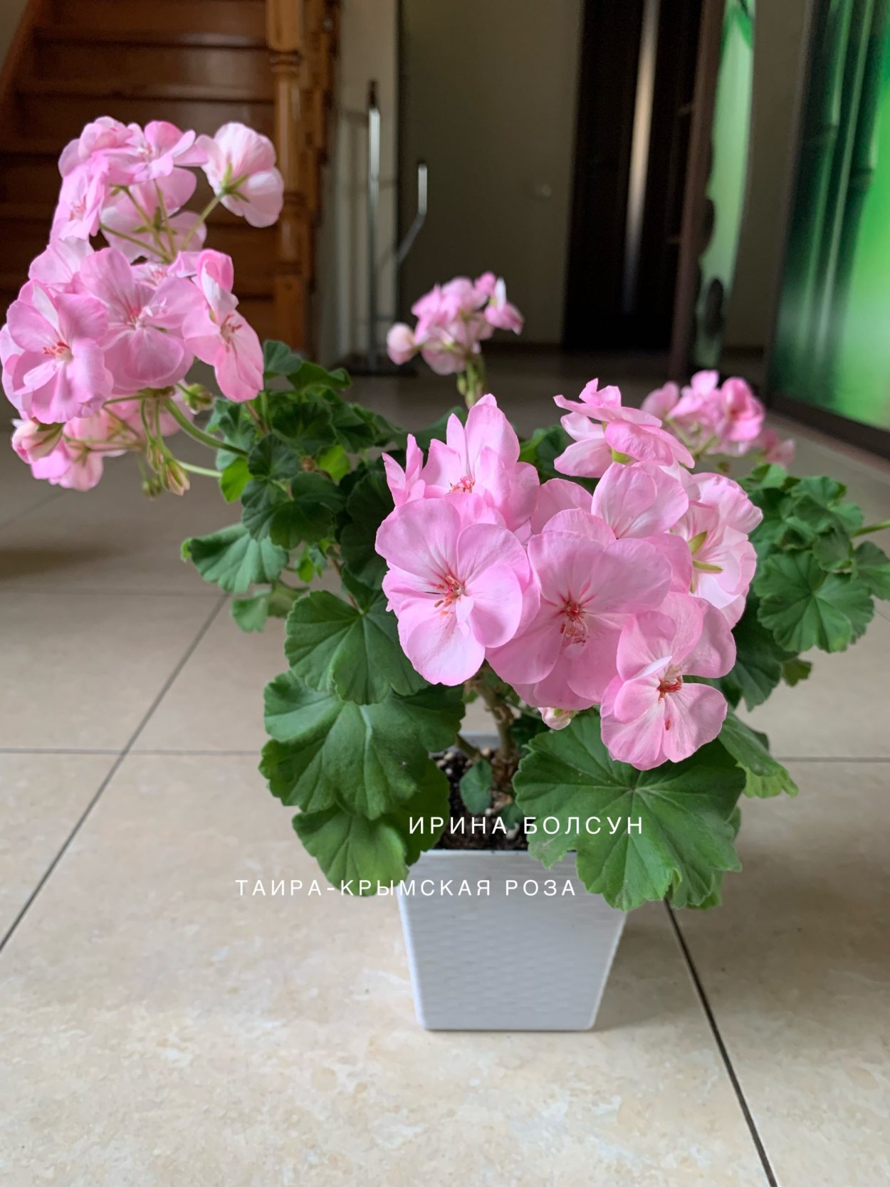 Пеларгония Таира Злата