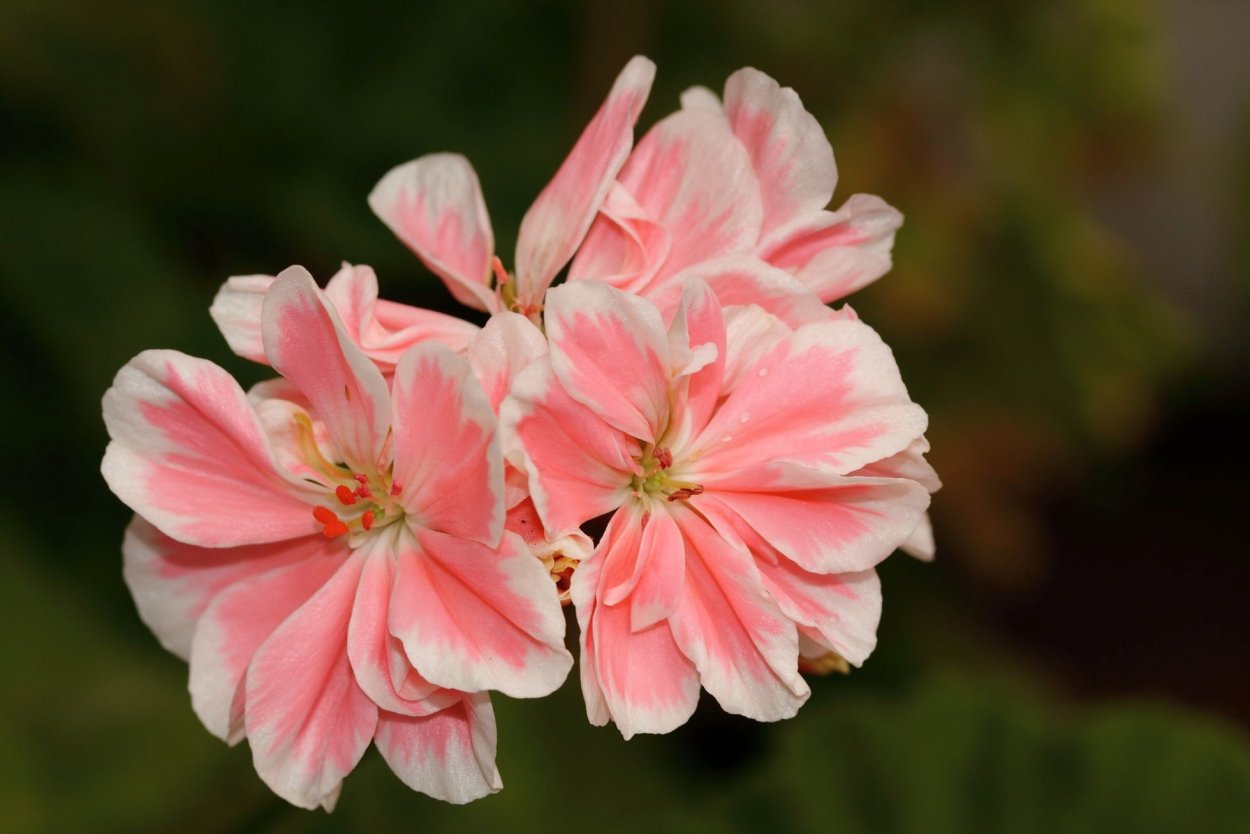 Пеларгония Pac Melosilver