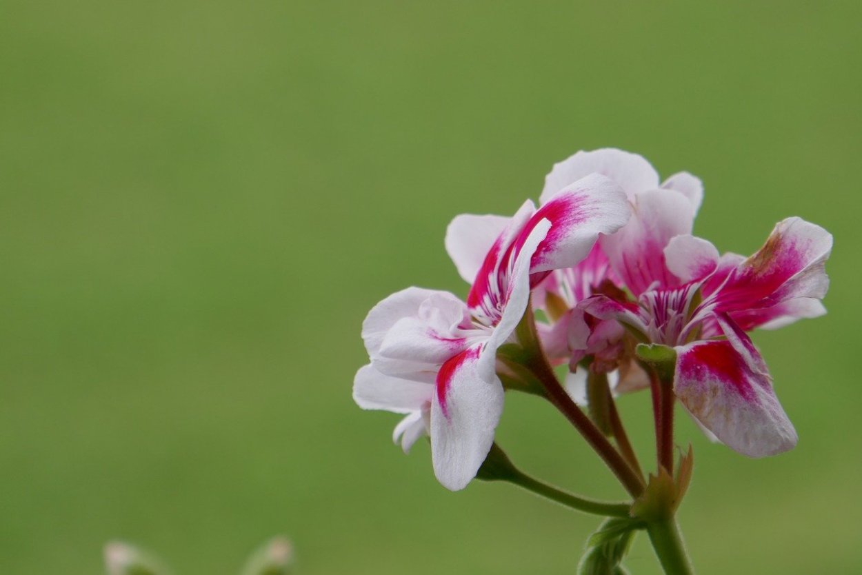 Пеларгония Rod Solbacka