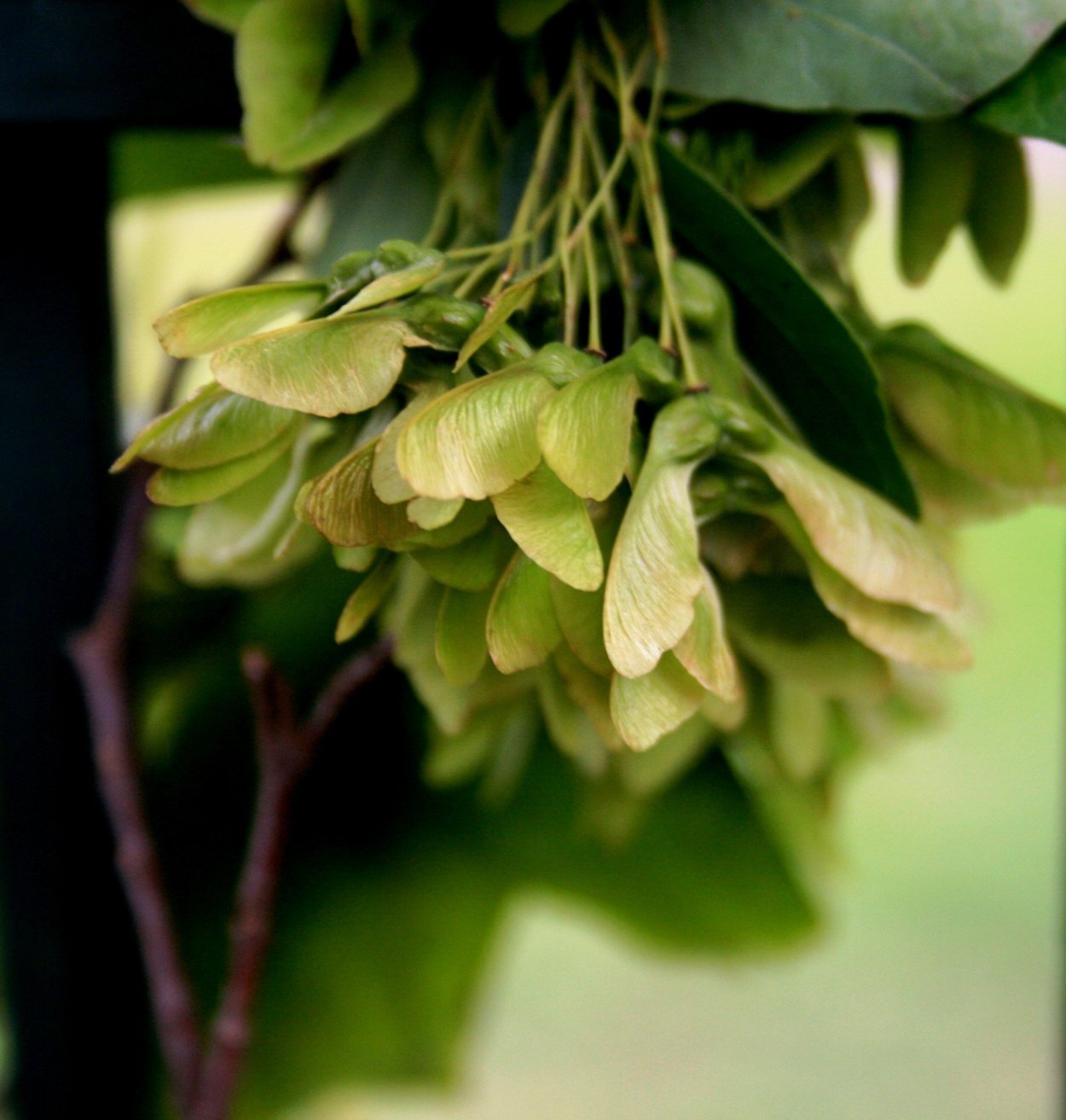 Клен семена вертолетики