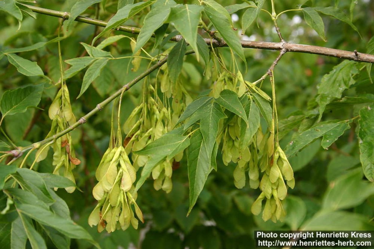 Клён ясенелистный вертолетики