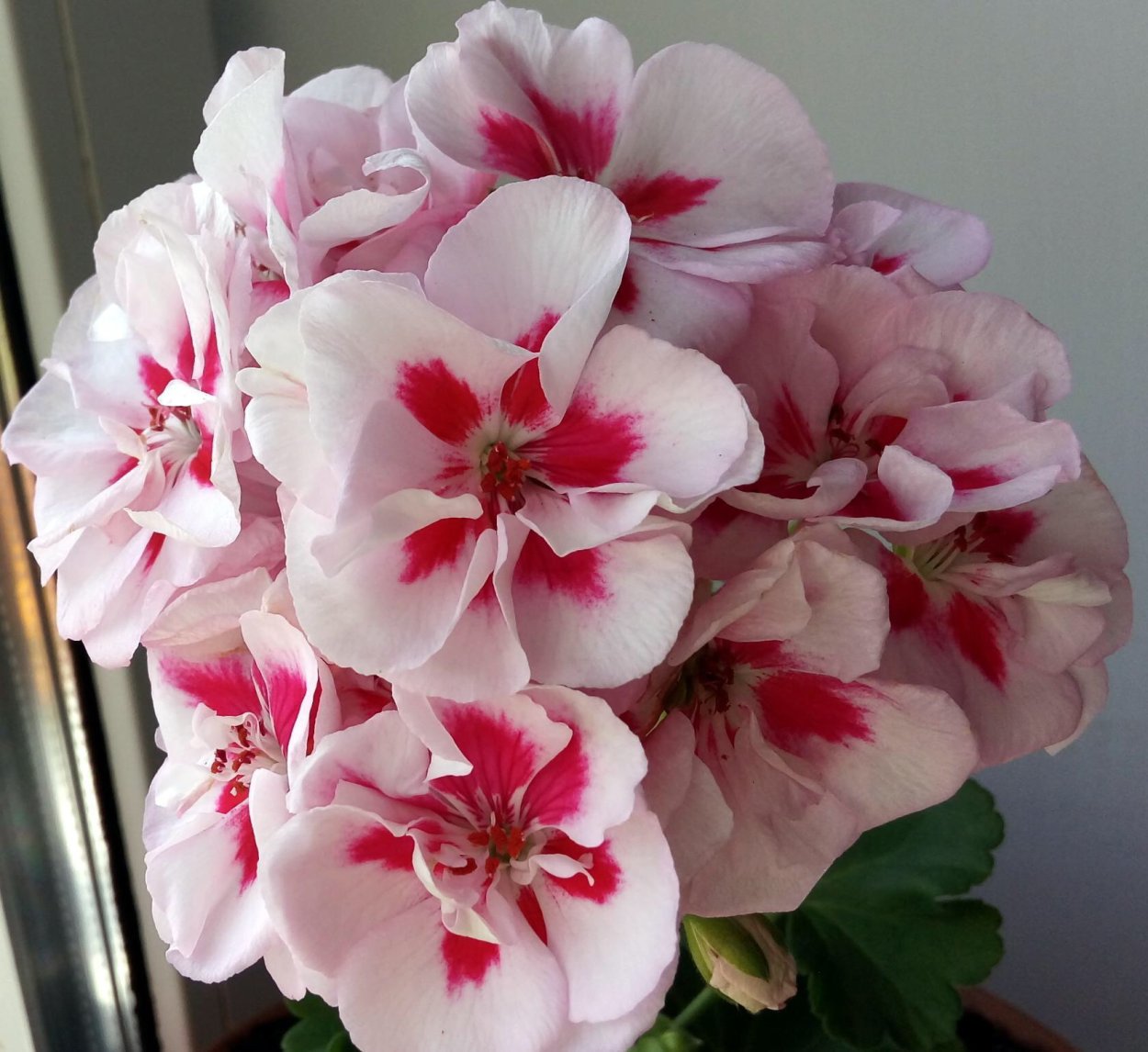 Крымская роза пеларгония