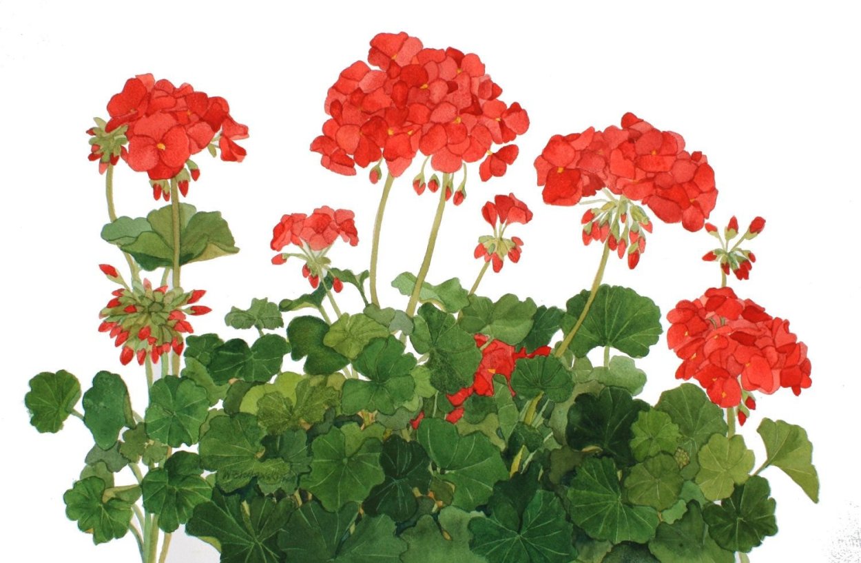 Пеларгония Таира