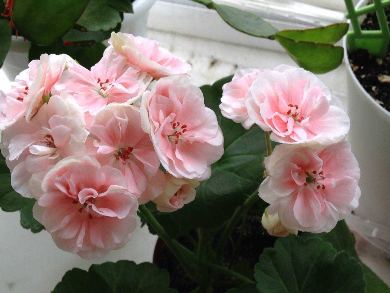 Пеларгония Kelly Brougham