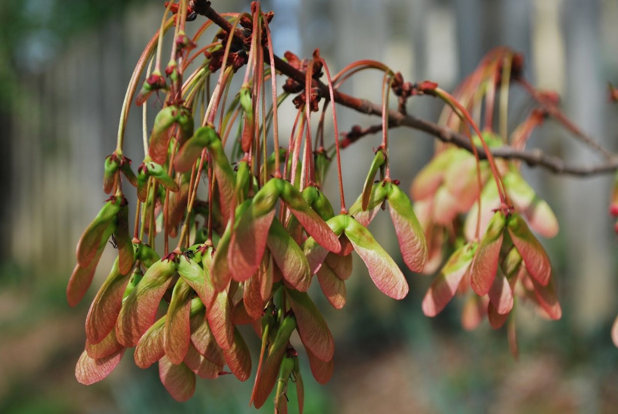 Клен остролистный плоды
