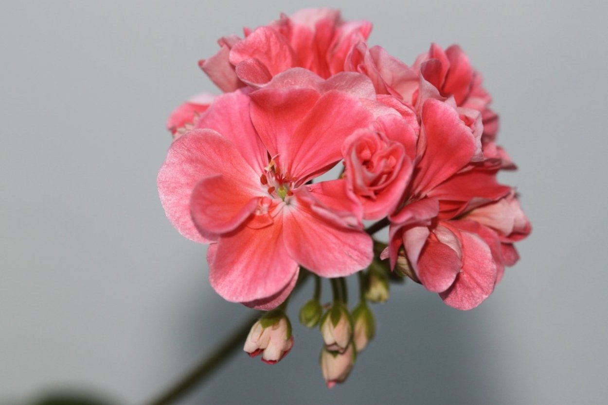 Пеларгония Каллиопа