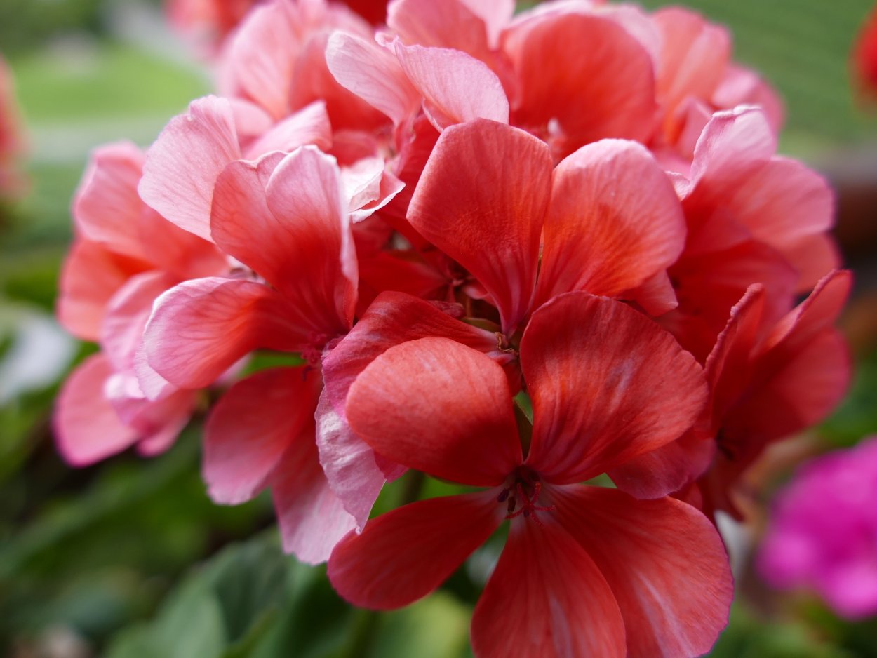 Tomboy пеларгония