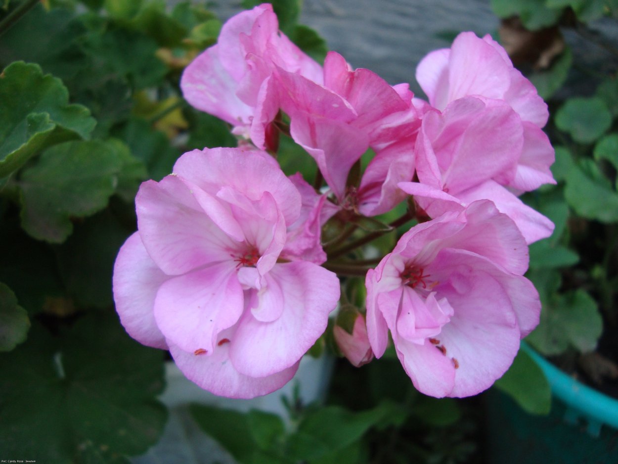 Пеларгония Юг Есения