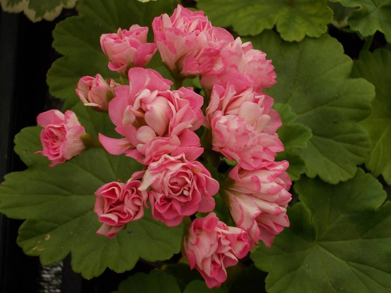 Пеларгония Sutarve Igor