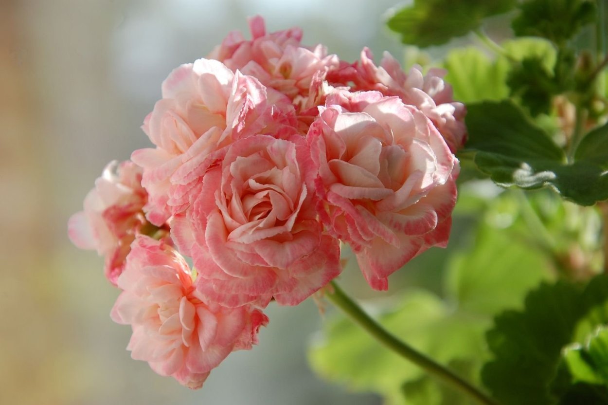 Пеларгония лаурен Александра