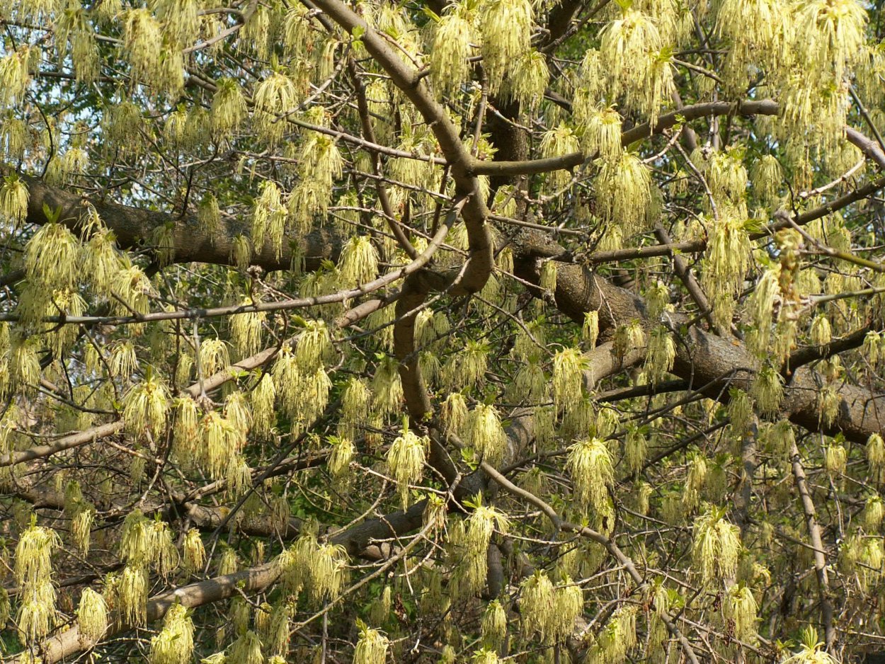 Клен ясенелистный