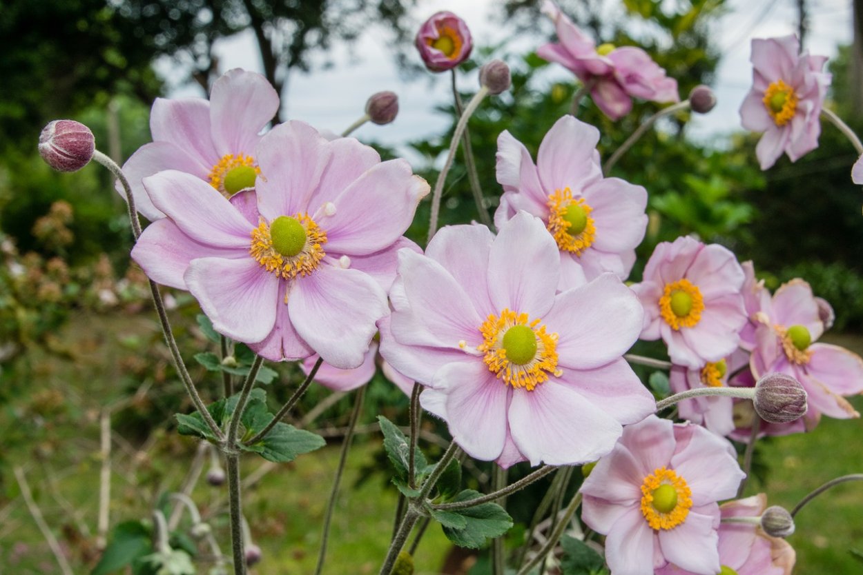 Анемона японская массив