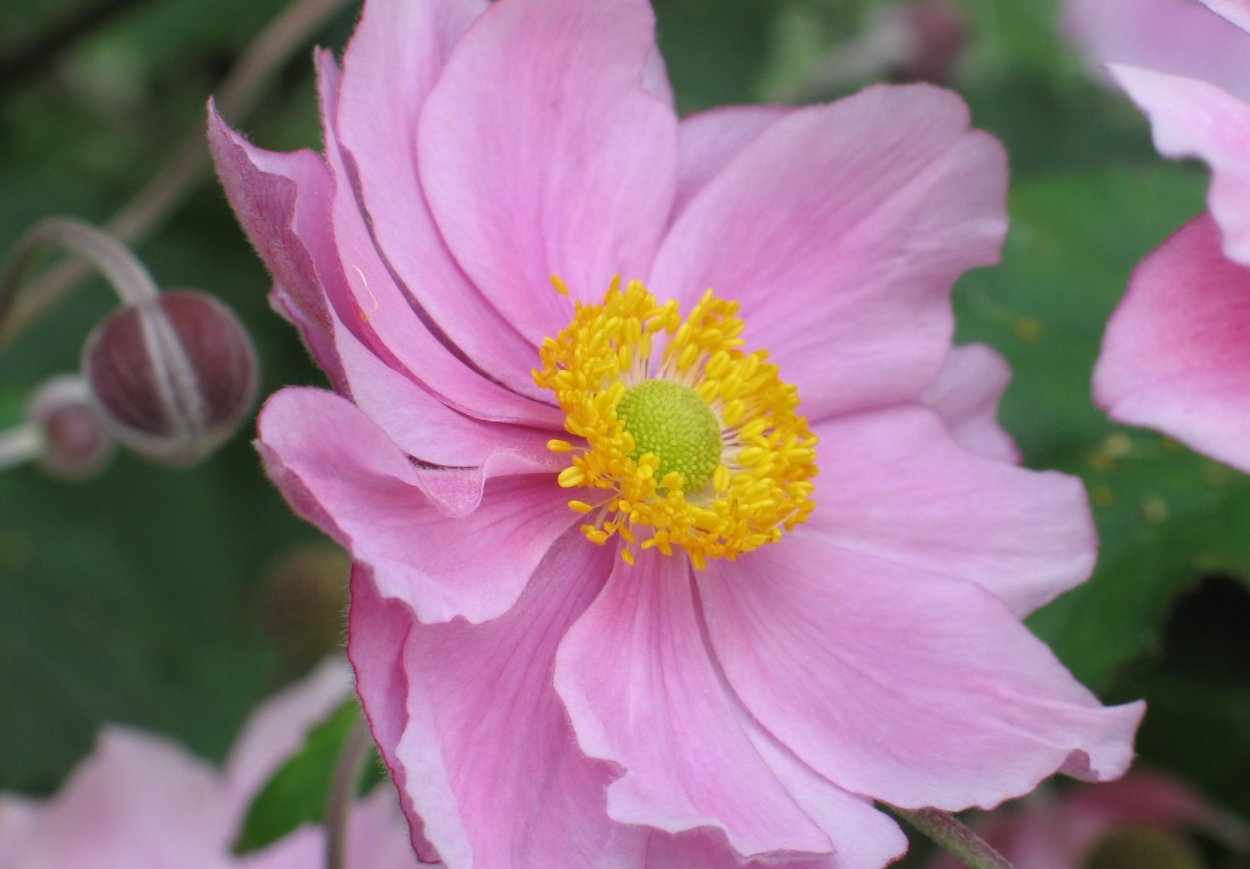 Ветреница японская Кёнинг Шарлот