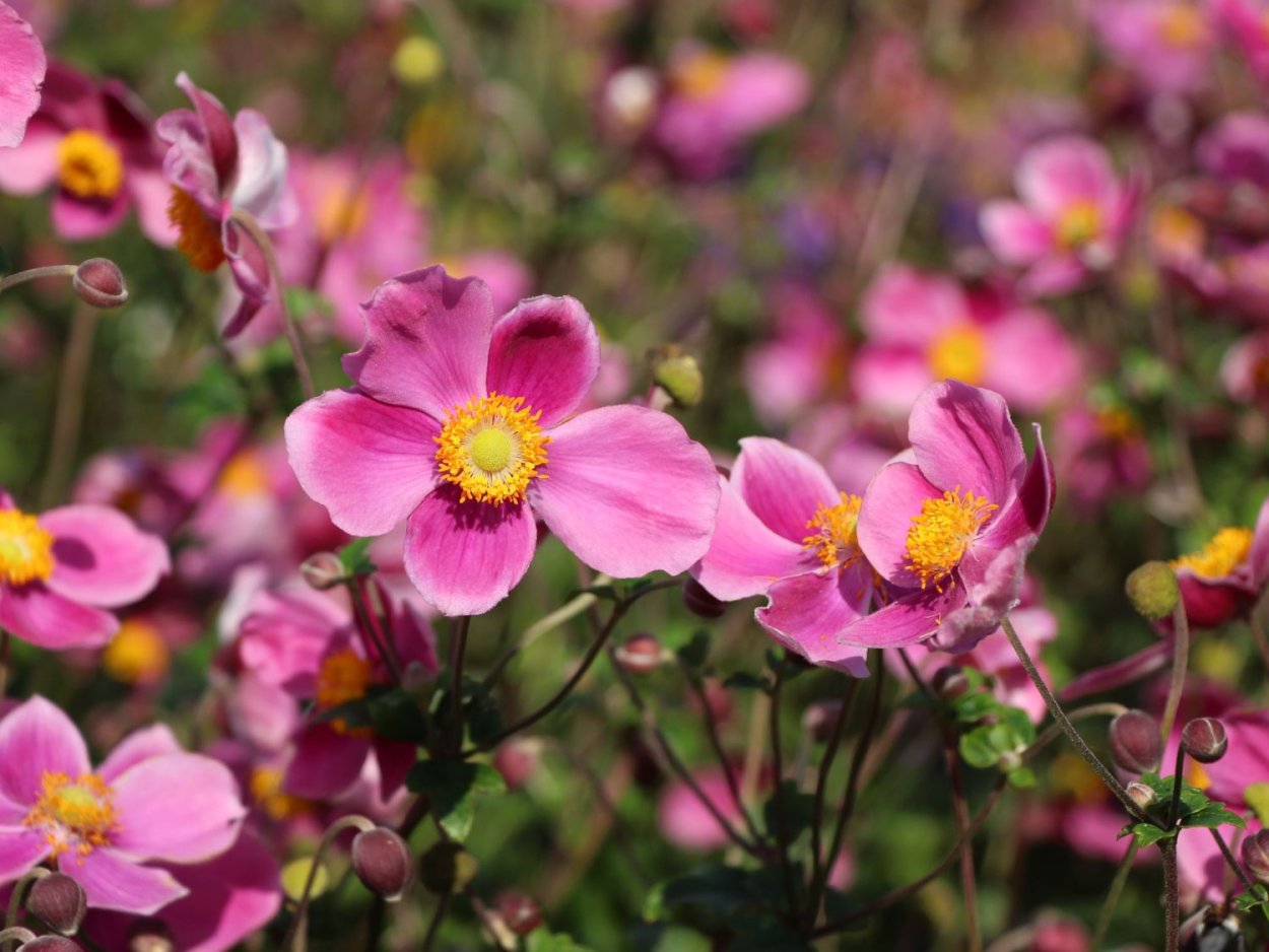 Анемона хубейская Anemone hupehensis