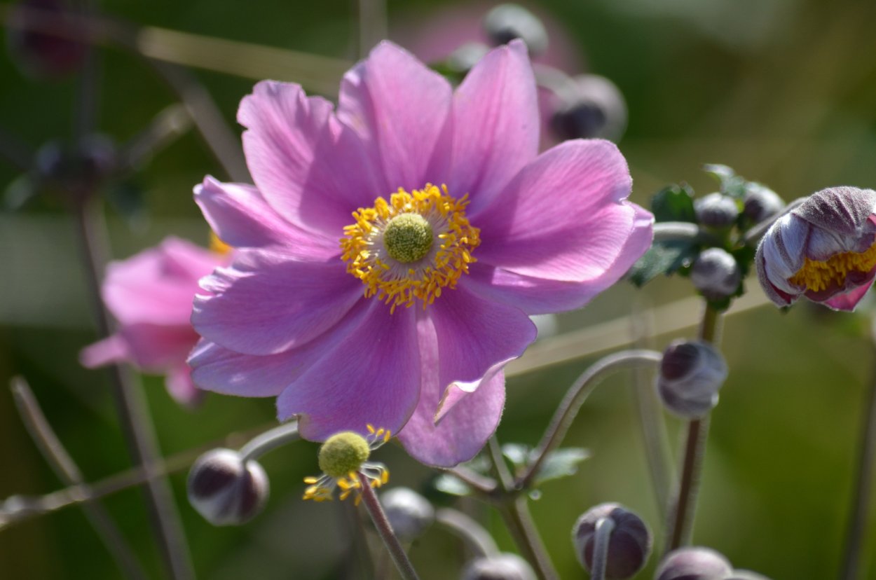 Анемона японская Лорелей