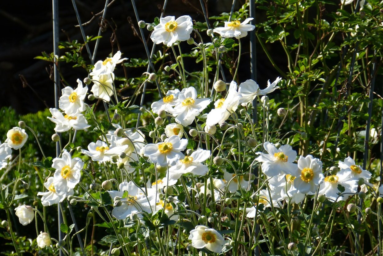 Анемона японская осенняя