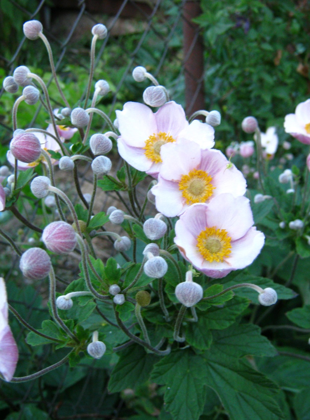 Анемона Кёнигин Шарлотта