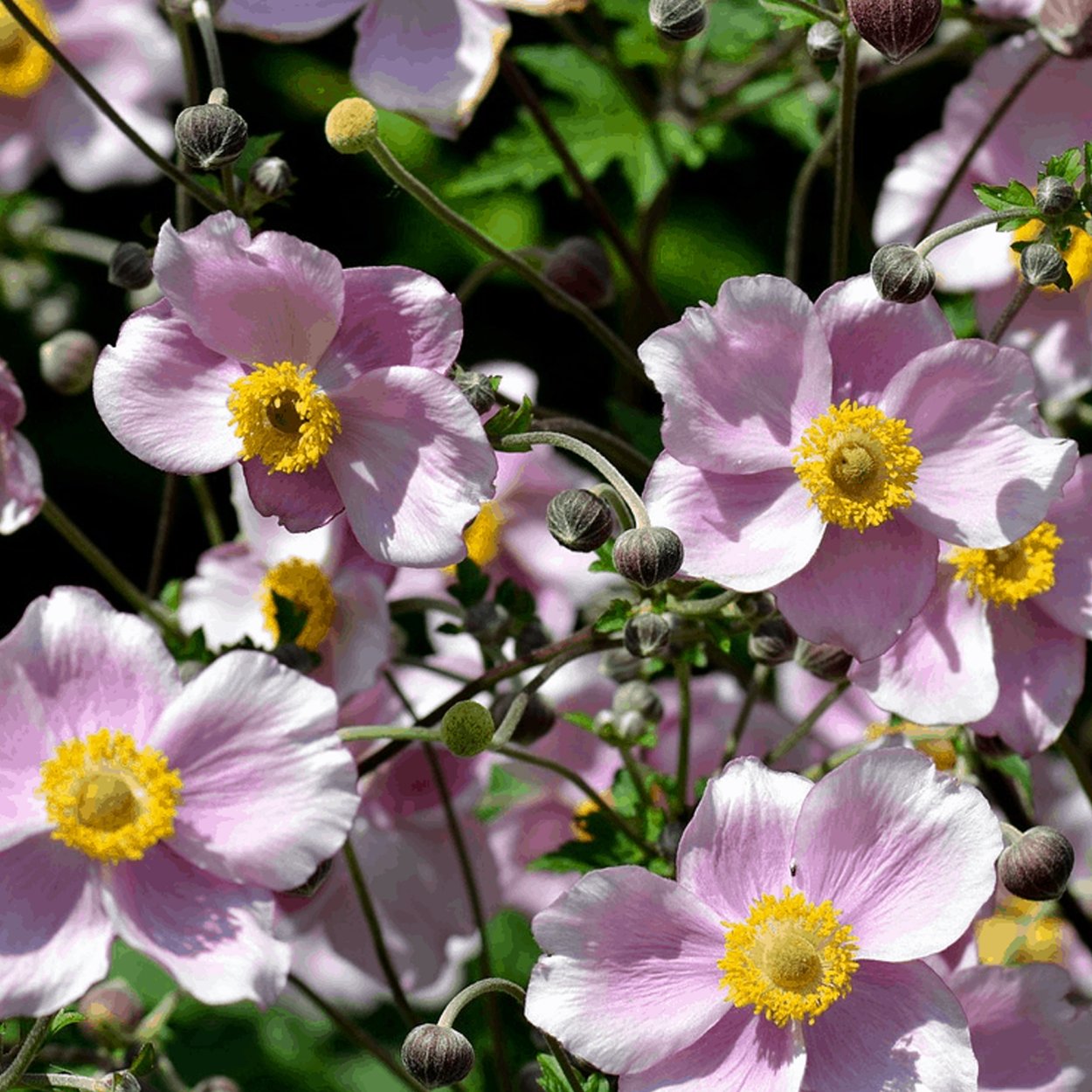 Анемона японская гибридная