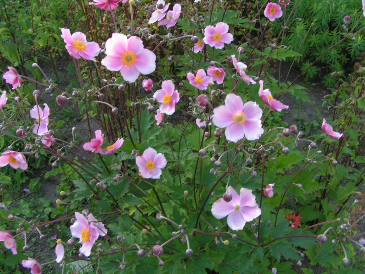 Анемона японская куст