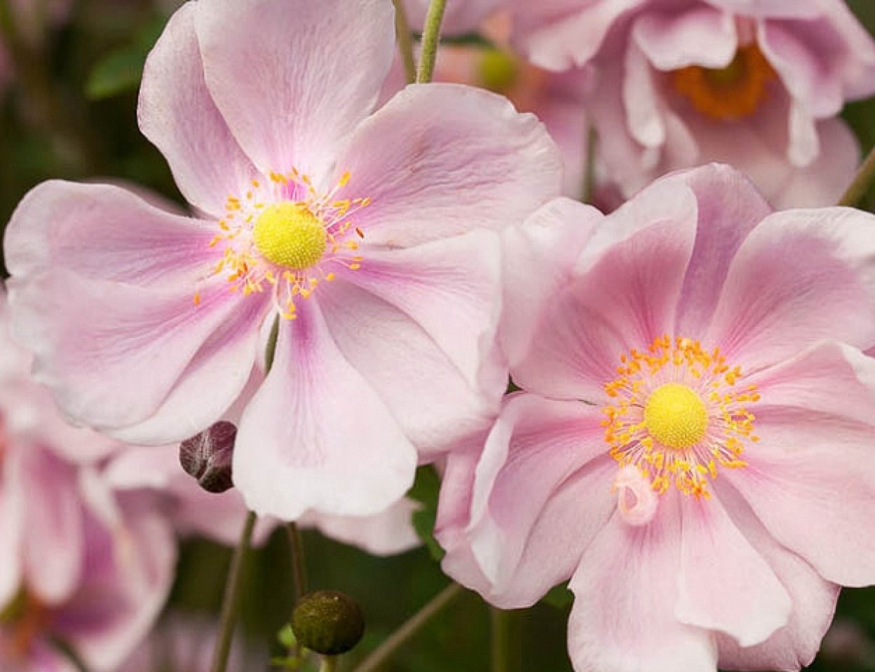 Анемона гибридная Макс Фогель