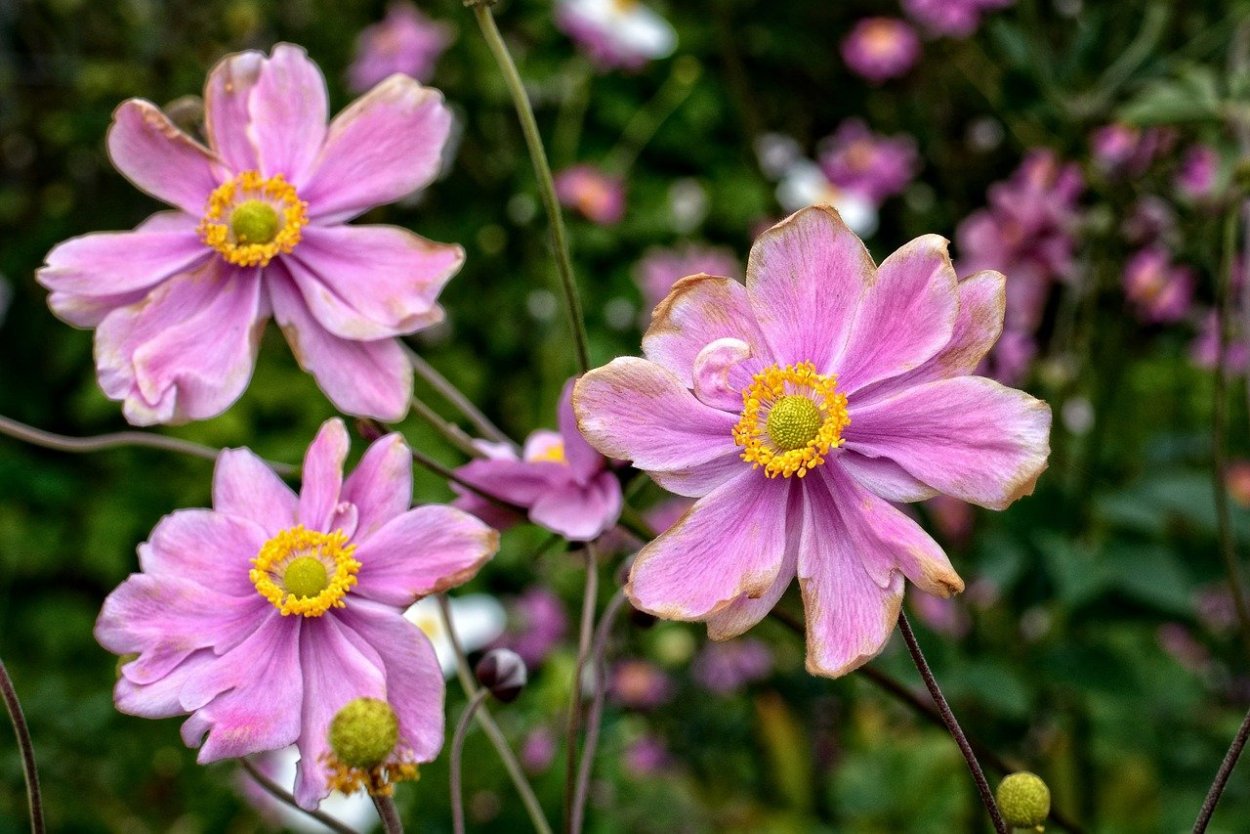 Анемона японская куст