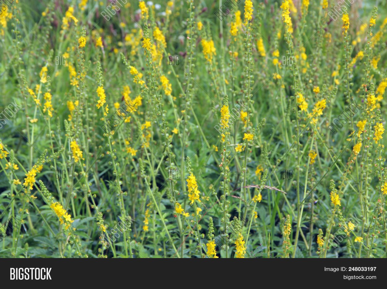 Жёлтая трава на полях лечебная