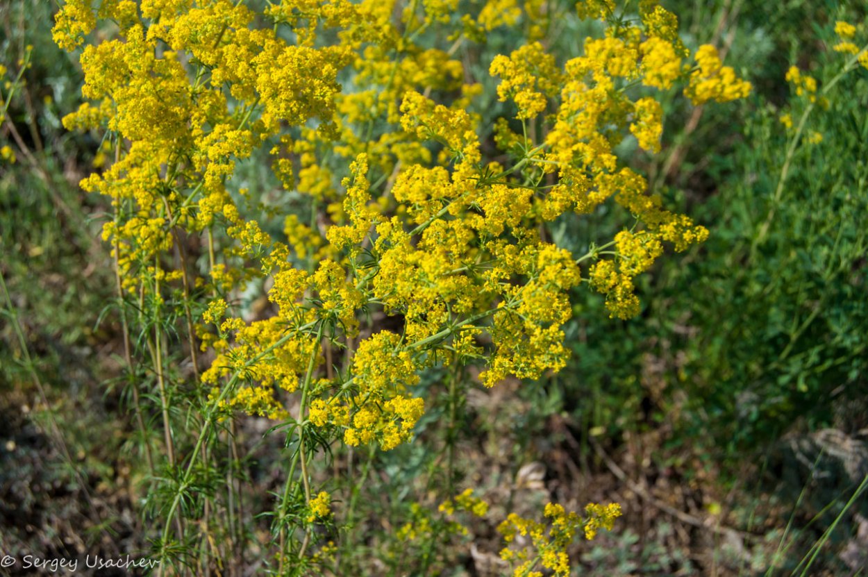 Подмаренник казахстанский