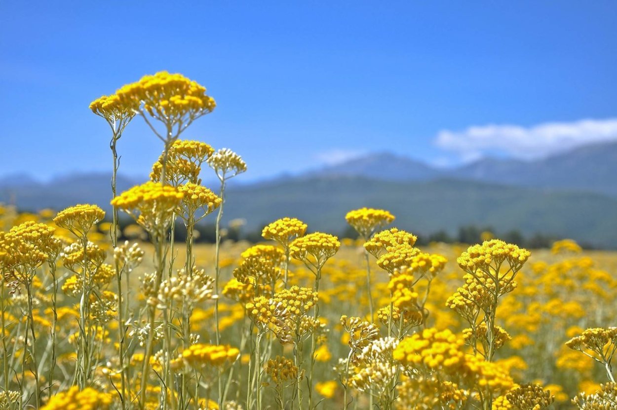 Бессмертник песчаный (цмин).