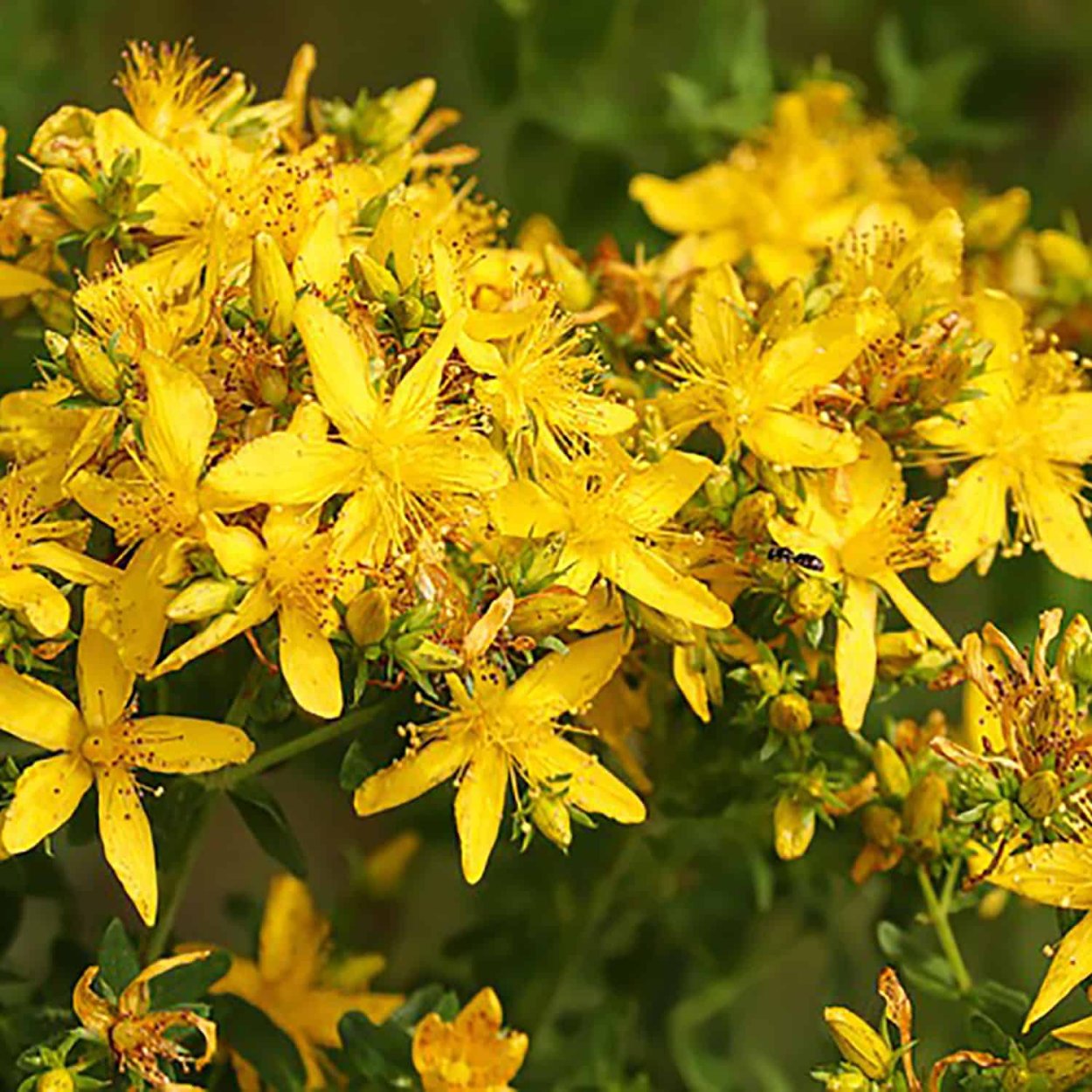 Зверобой трава