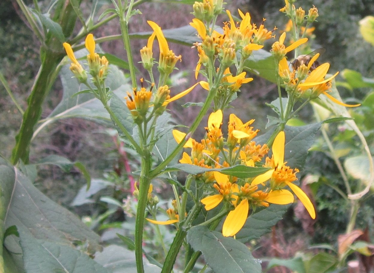 Растение с желтыми цветами