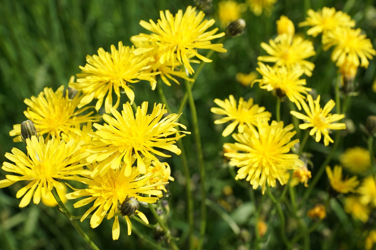 Подмаренник Крымский