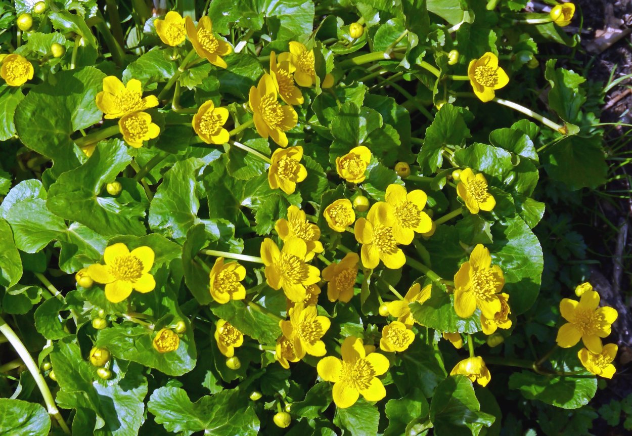 Лекарственные травы Зарница