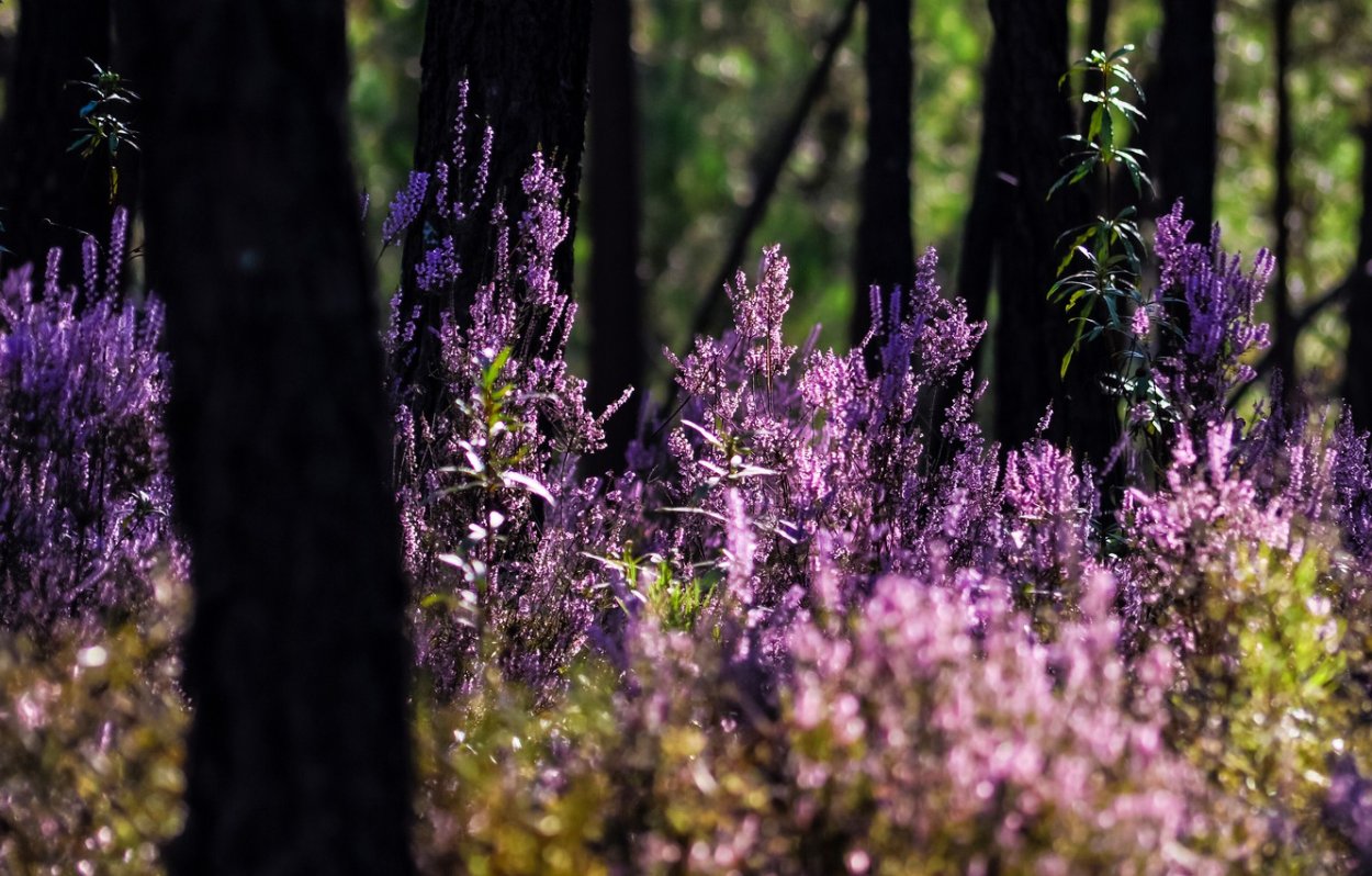 Вереск Grizabella