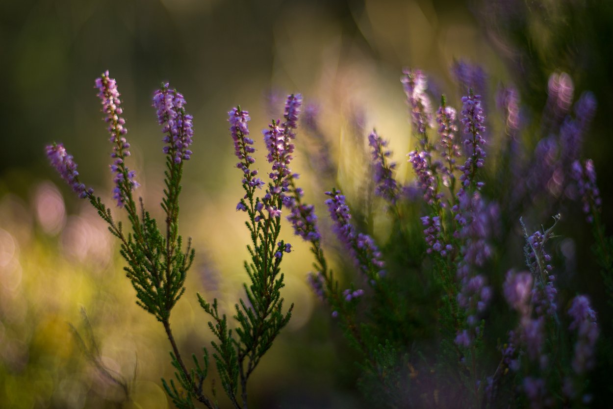 Лиловый Вереск