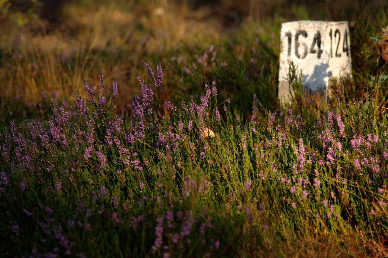 Вереск болотный