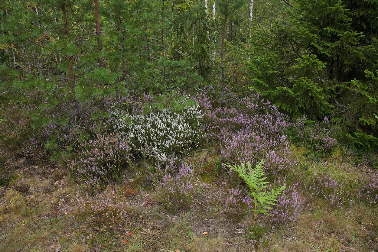 Сосняк верещатник