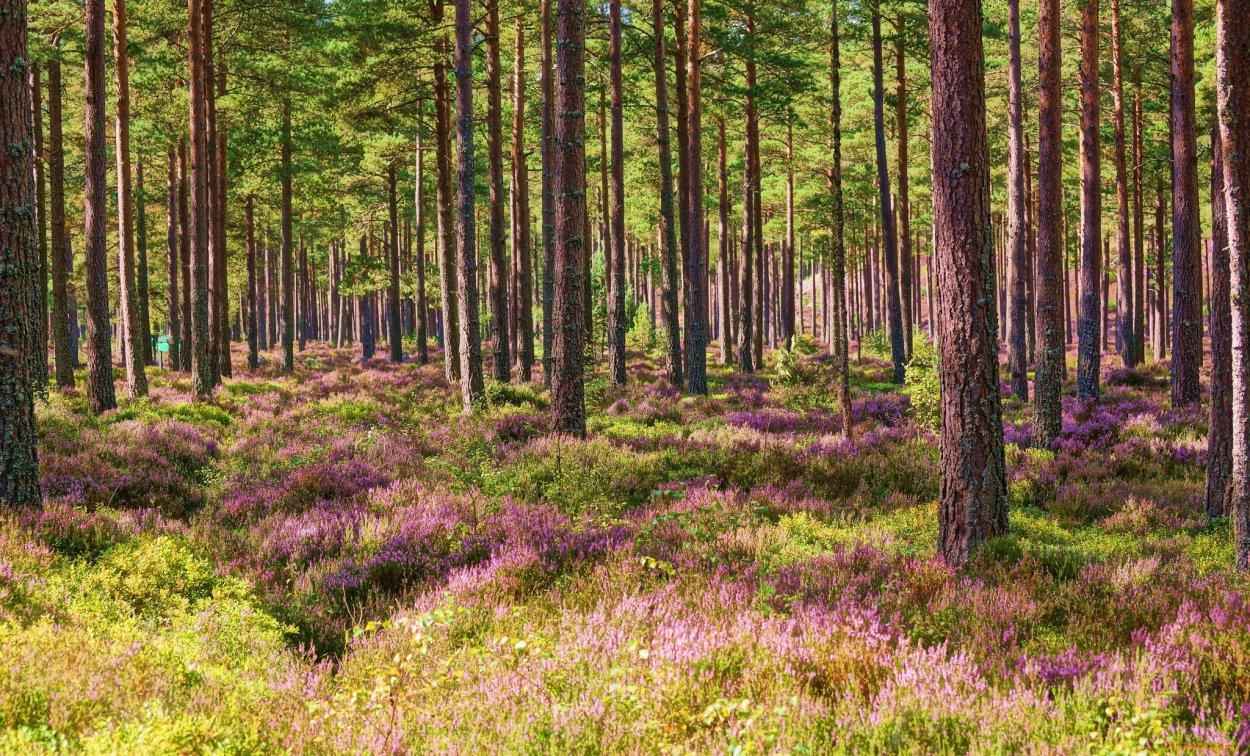Сосновый Бор Ленинградская область лес
