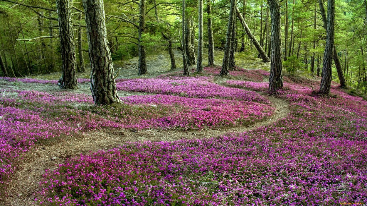 Веслянский Бор верещатник