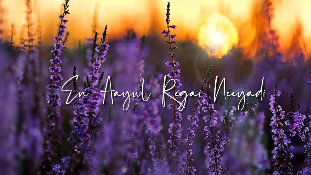 Вересковое поле и солнце