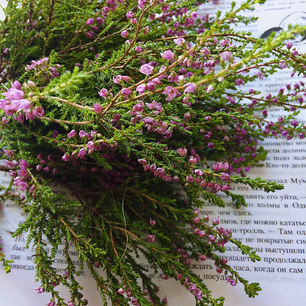 Кустарнички Вереск