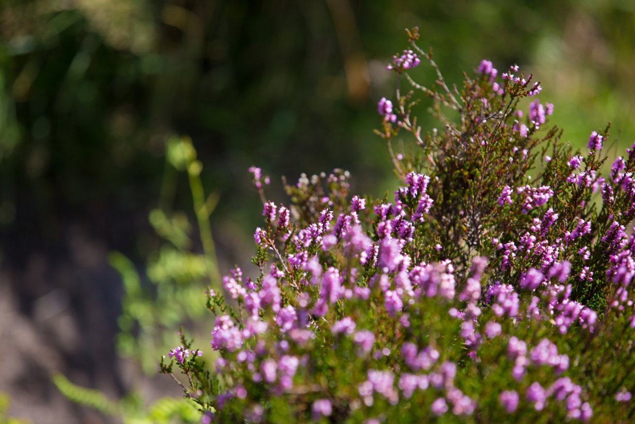 Вереск зеленый