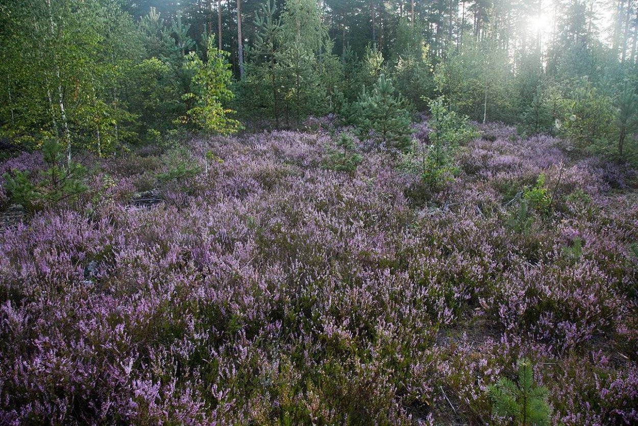 Вереск Ленинградская область